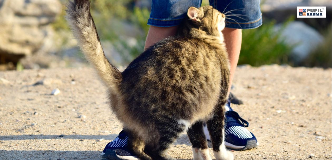 Dlaczego koty się ocierają? Ocieranie o nogi. Na zdjęciu widzimy kota o umaszczeniu pręgowatym, który ociera się o nogę opiekuna. W prawym górnym rogu widać logo pupilkarma